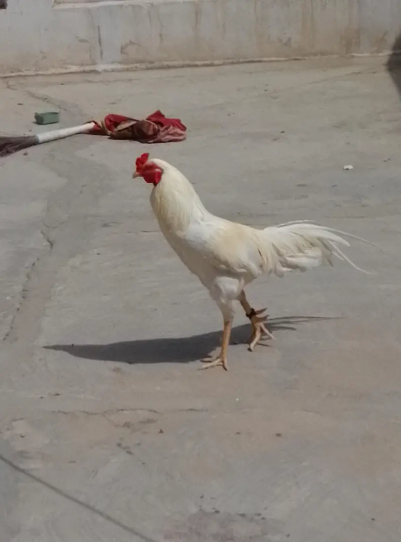 Aseel Heera for sell — photo 2