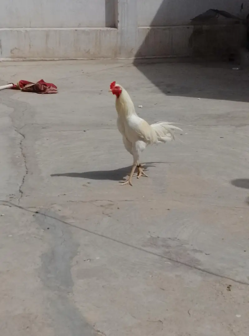 Aseel Heera for sell — photo 3