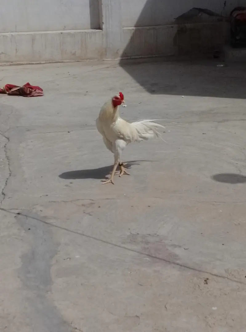 Aseel Heera for sell — photo 4