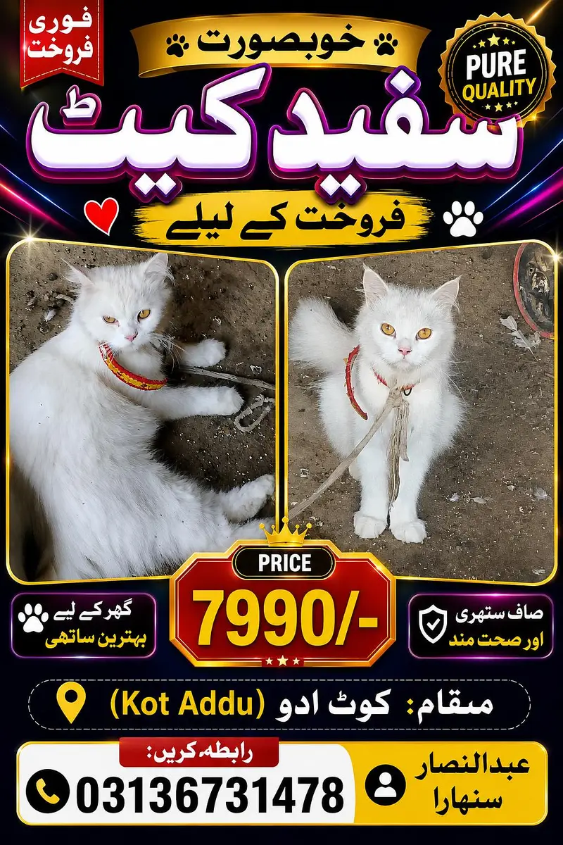 Cat for Sale — photo 3
