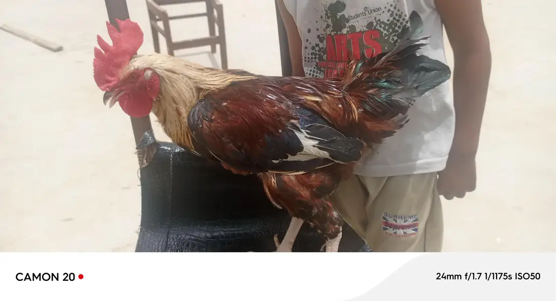 desi rooster — photo 5