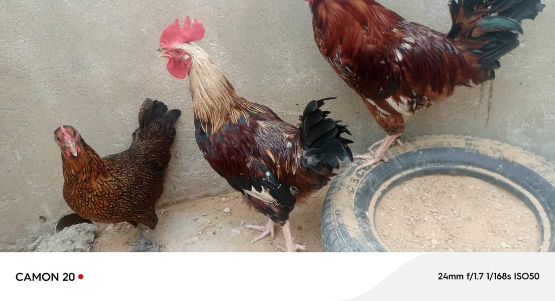desi rooster 5