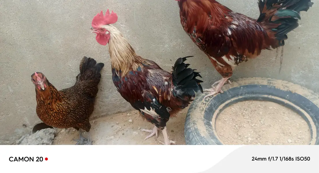 desi rooster — photo 6