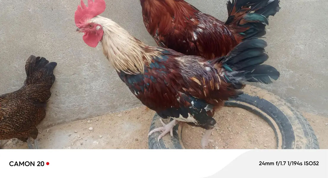 desi rooster — photo 7