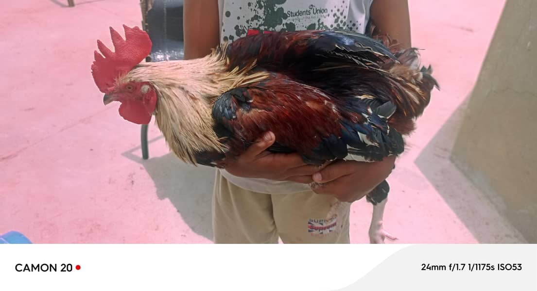 desi rooster 7
