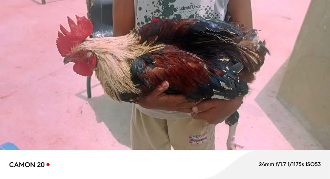 desi rooster — photo 8