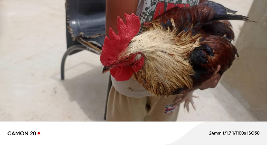 desi rooster 8
