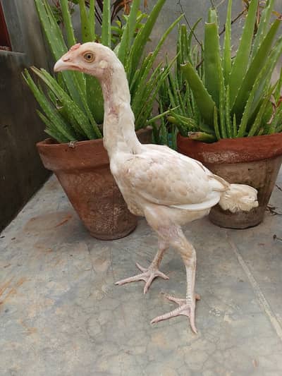Aseel Heera | Aseel Hen | Aseel Male | Heera Male| Aseel Chick