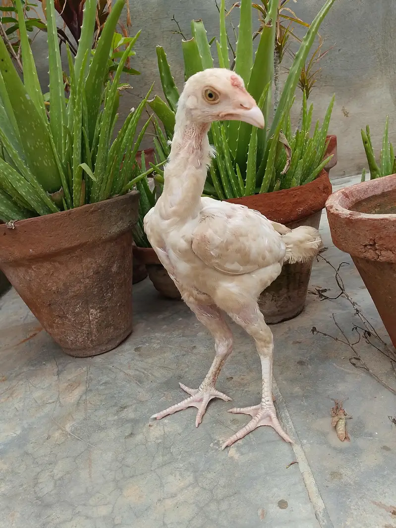 Aseel Heera | Aseel Hen | Aseel Male | Heera Male| Aseel Chick — photo 2