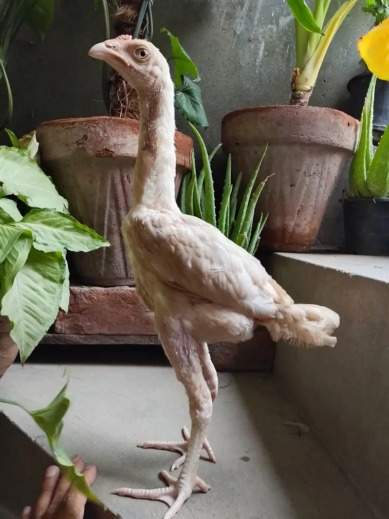 Aseel Heera | Aseel Hen | Aseel Male | Heera Male| Aseel Chick — photo 3