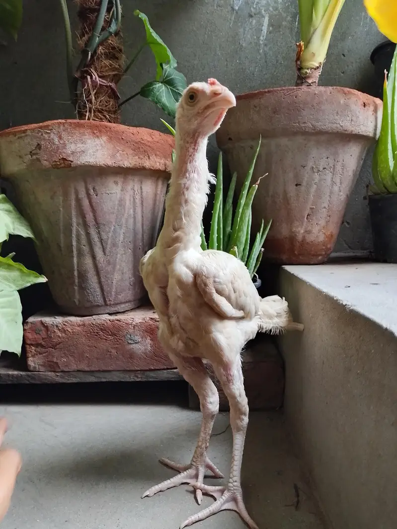 Aseel Heera | Aseel Hen | Aseel Male | Heera Male| Aseel Chick — photo 4