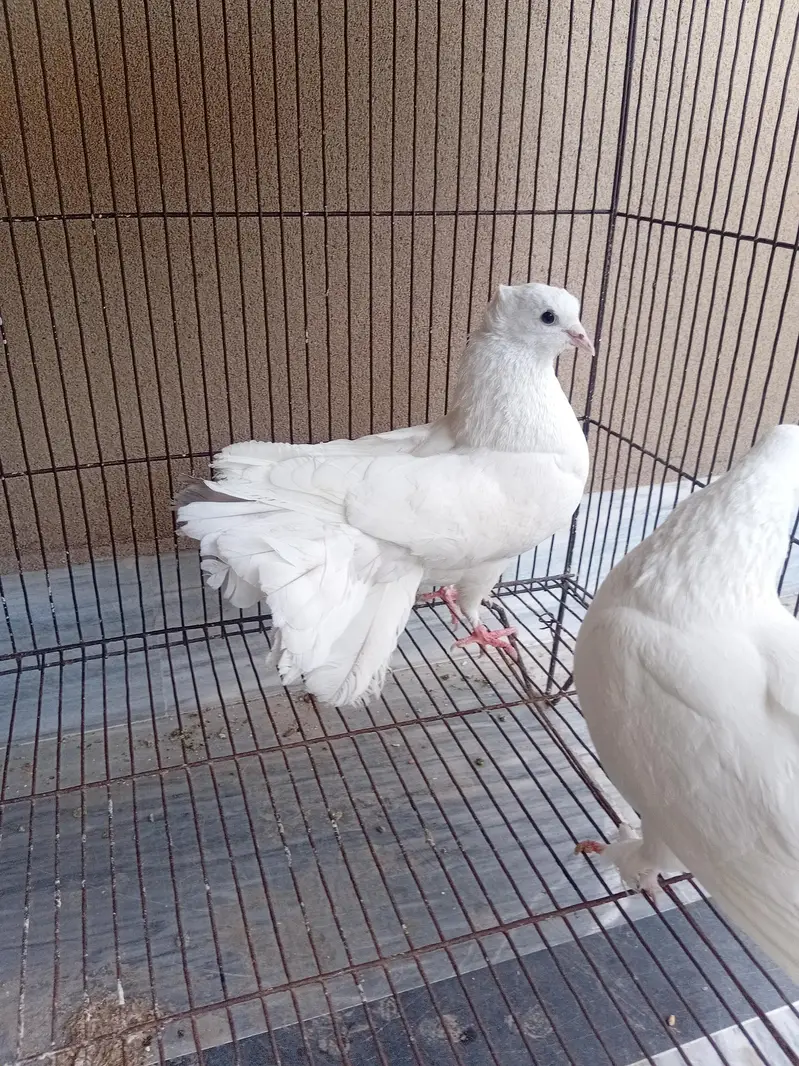 Luckay pigeons pair for sale in reasonable price — photo 2