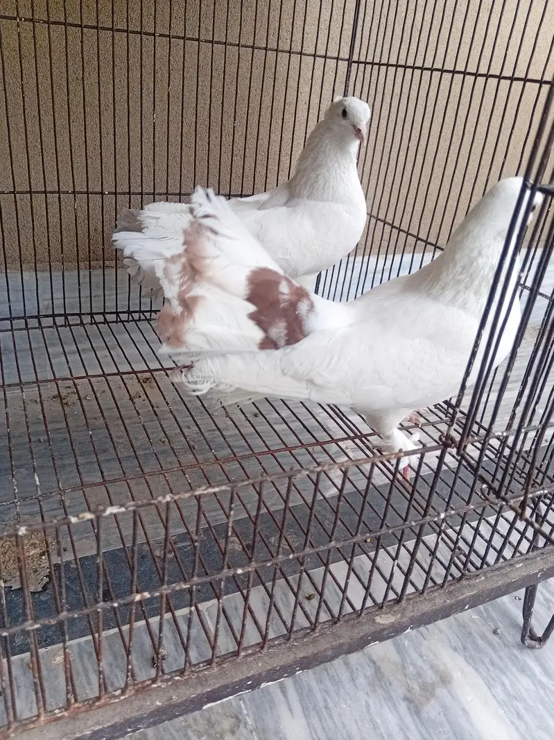 Luckay pigeons pair for sale in reasonable price — photo 3