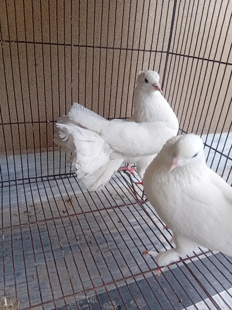 Luckay pigeons pair for sale in reasonable price — photo 4
