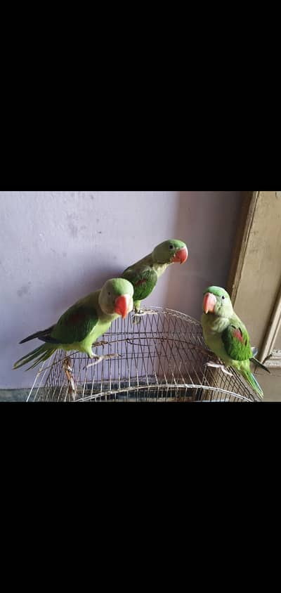 Raw Parrot 2 male one female