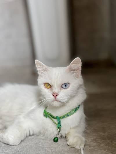 white persian cats odd eyes 