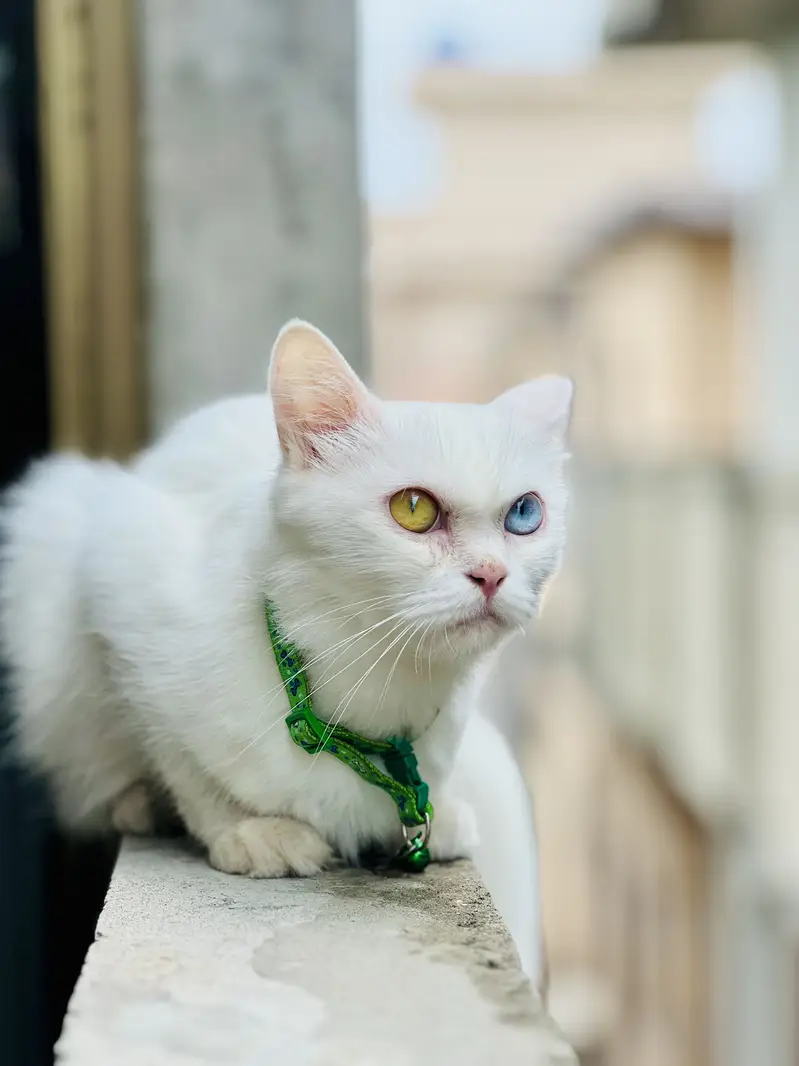 white persian cats odd eyes  — photo 2