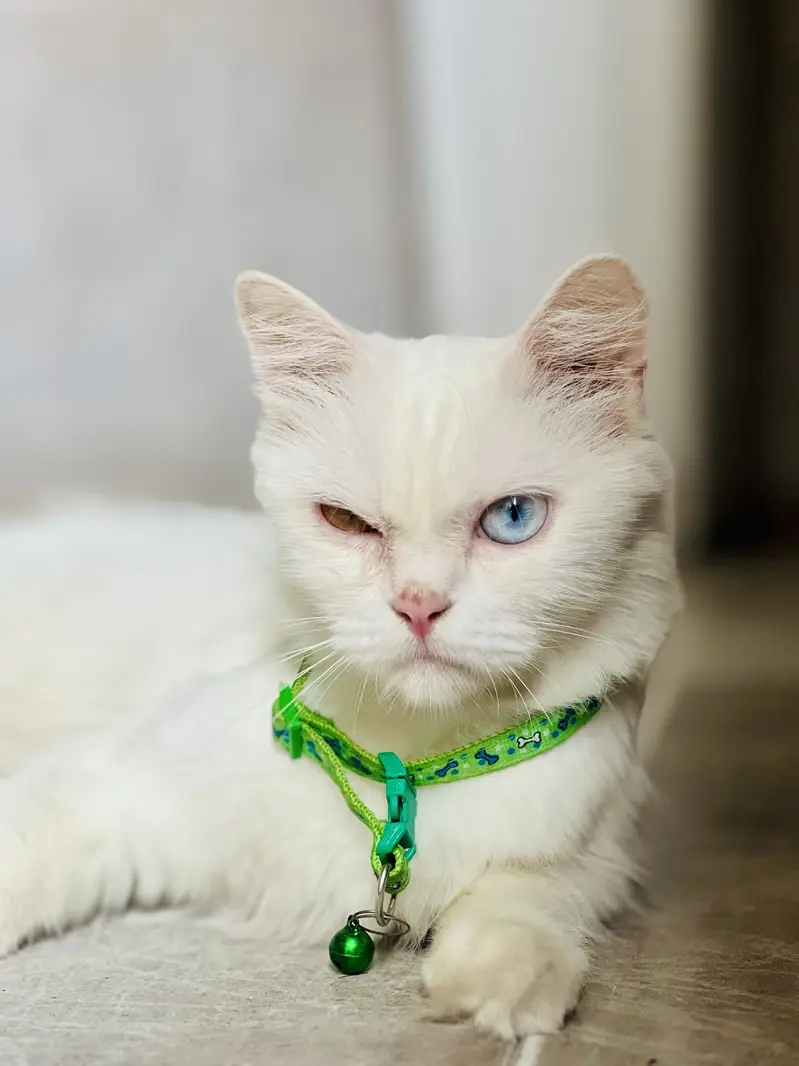 white persian cats odd eyes  — photo 3