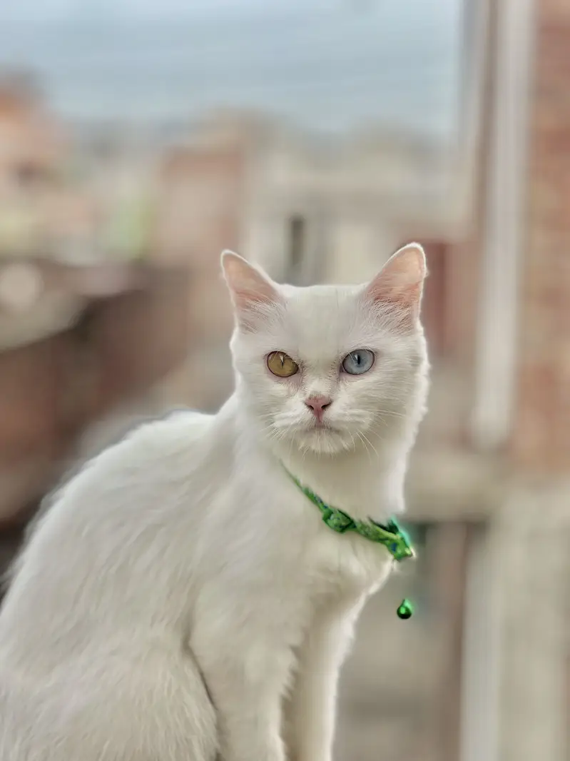 white persian cats odd eyes  — photo 4