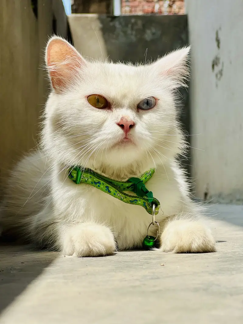 white persian cats odd eyes  — photo 5
