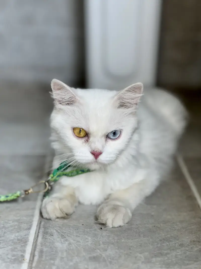 white persian cats odd eyes  — photo 6