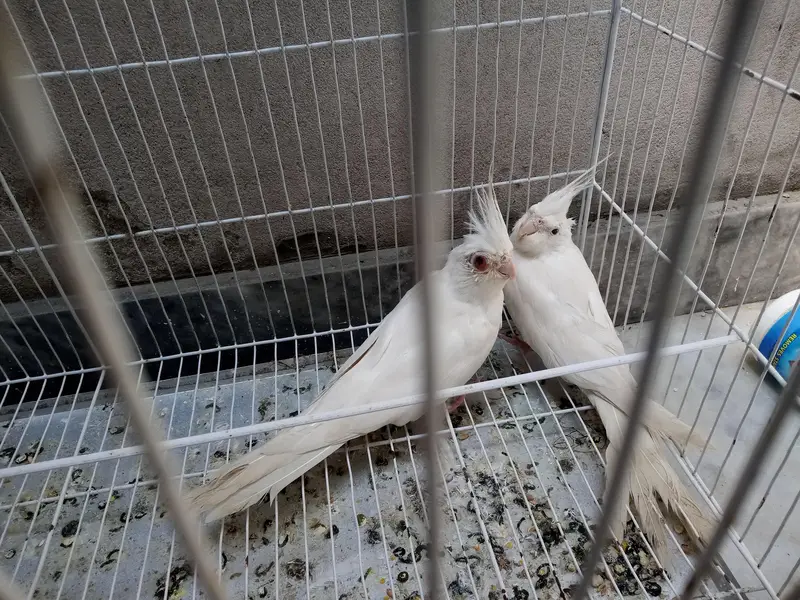love bird's pair and cocktail bird's pair {for sale} — photo 4