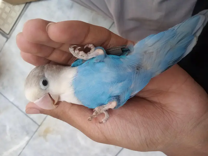 love bird's pair and cocktail bird's pair {for sale} — photo 8