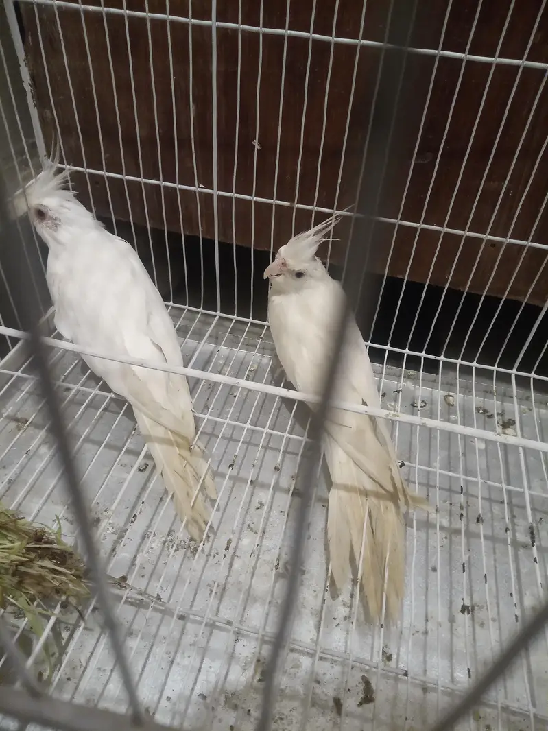 love bird's pair and cocktail bird's pair {for sale} — photo 9
