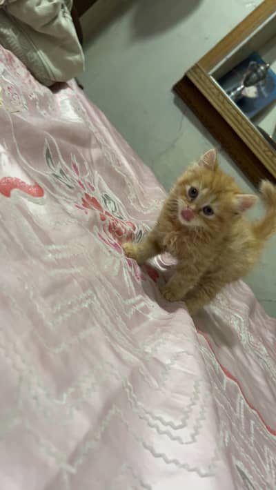 Persian Triple coat Ginger