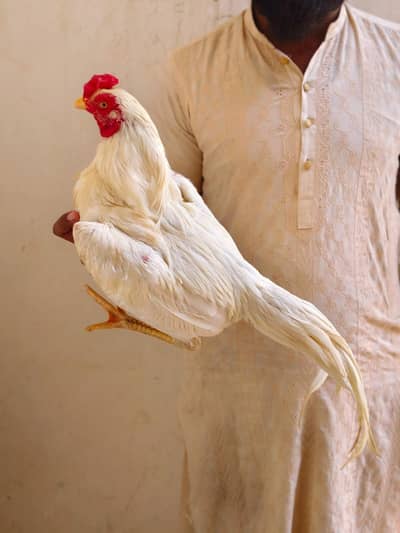 Aseel Heera Patha