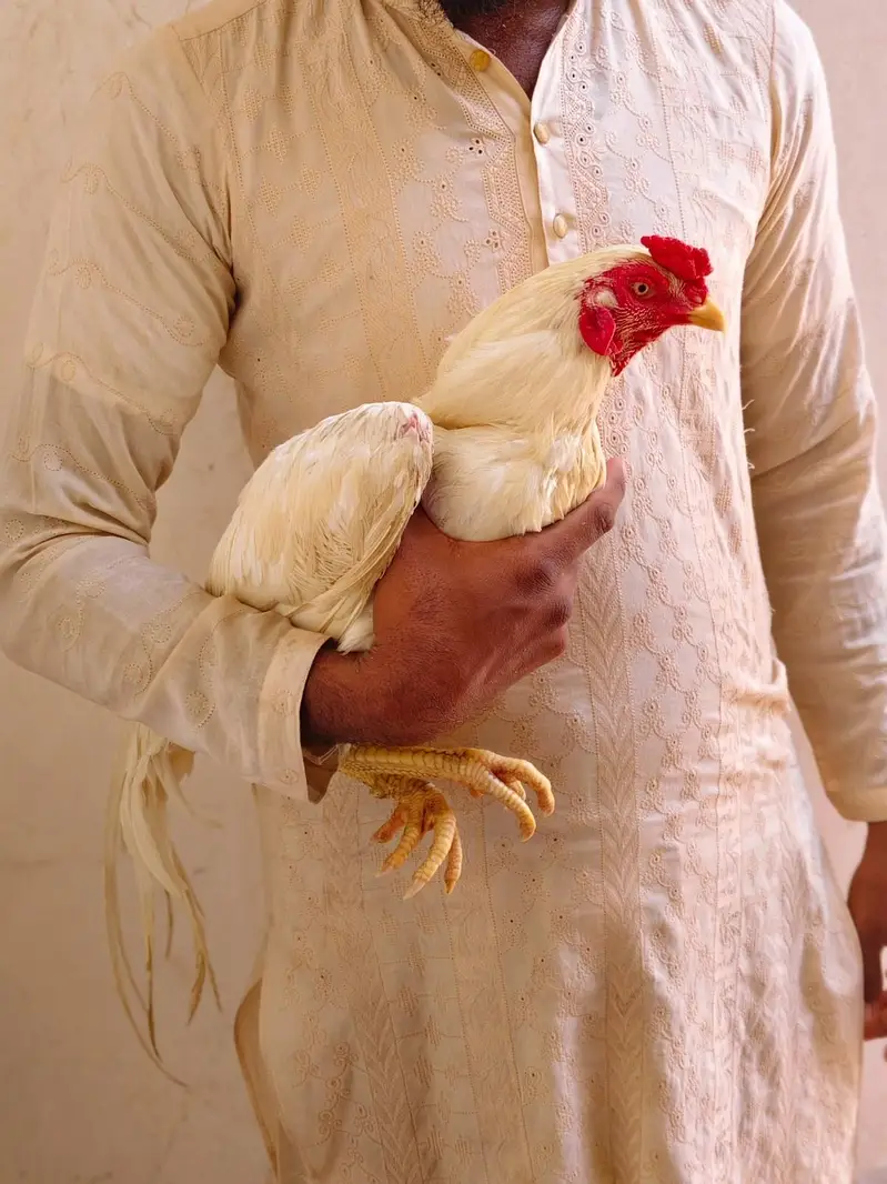 Aseel Heera Patha — photo 2