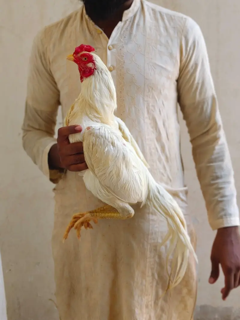 Aseel Heera Patha — photo 3