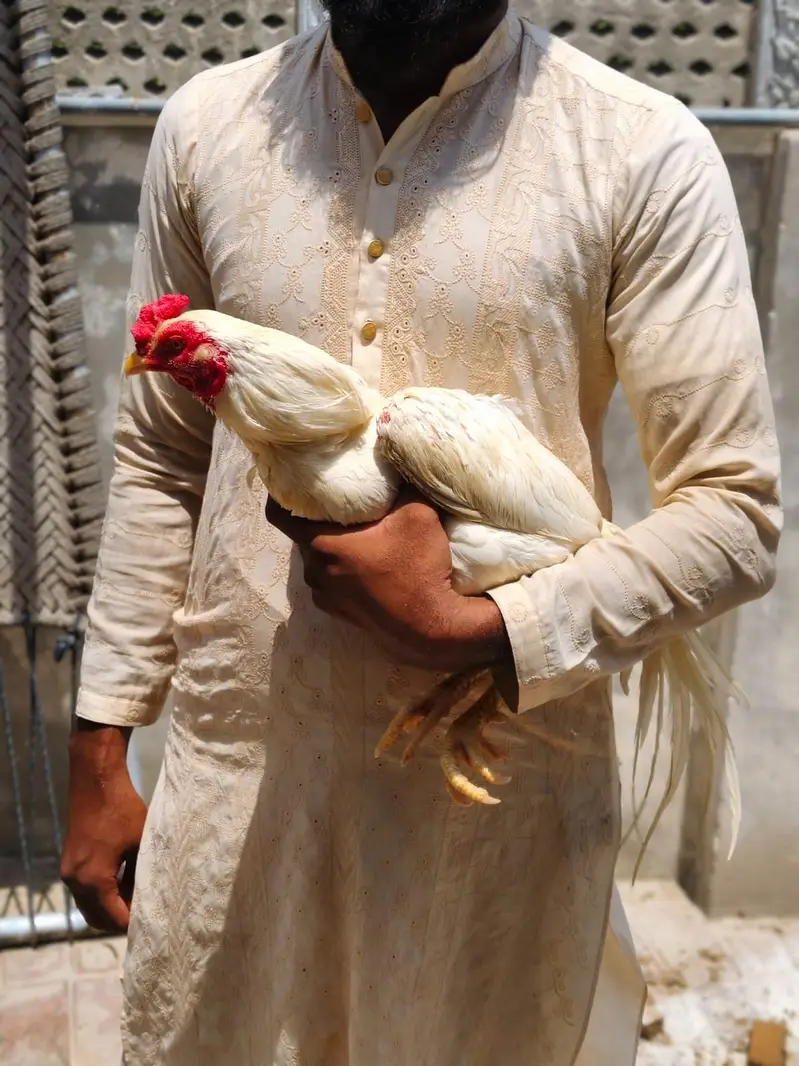 Aseel Heera Patha — photo 4