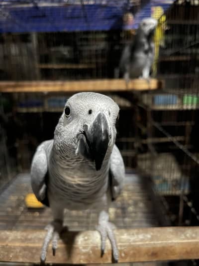 African Gray bonded Pair Available