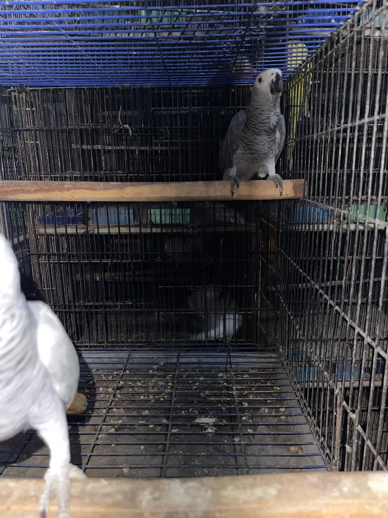 African Gray bonded Pair Available — photo 2