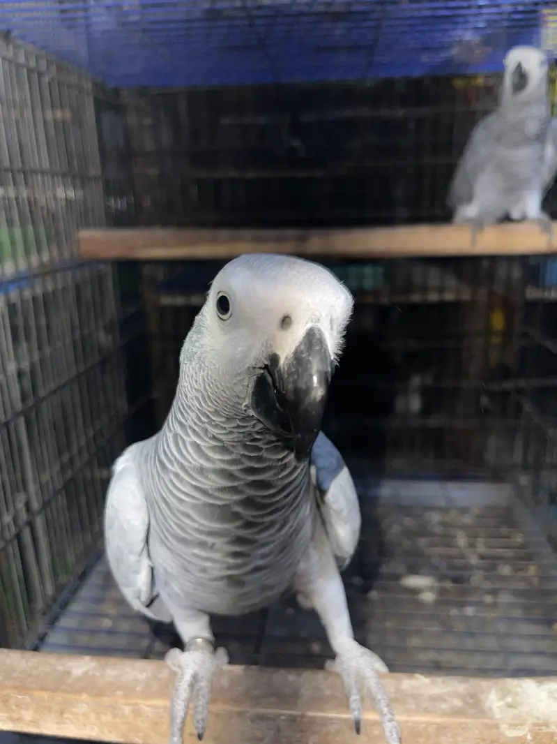 African Gray bonded Pair Available — photo 3