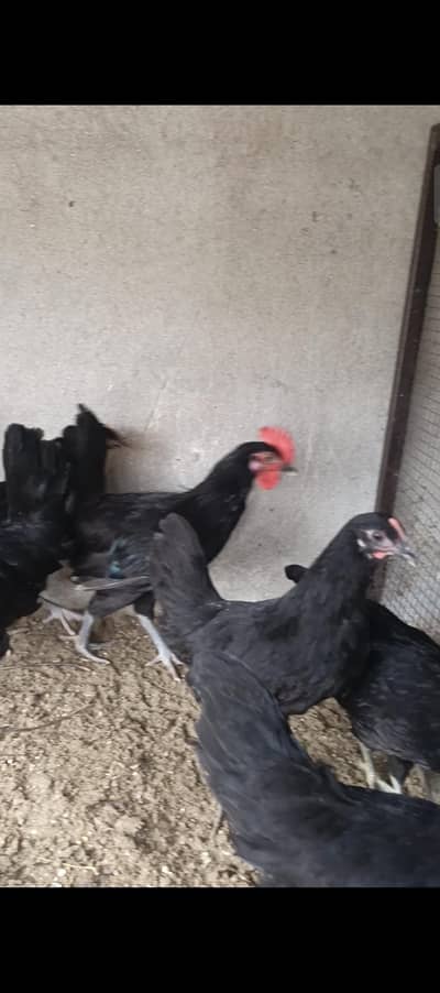 pure Black Asturloop, fully vaccinated birds, location Faisalabad