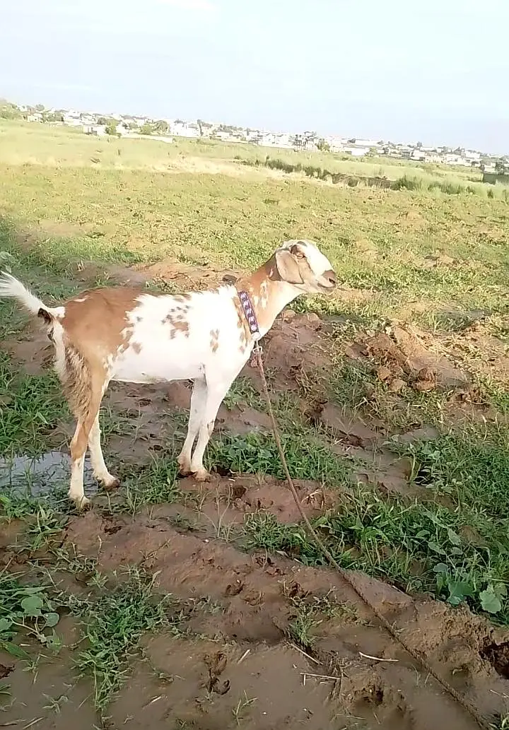 Bakri sath bakroti ha — photo 3