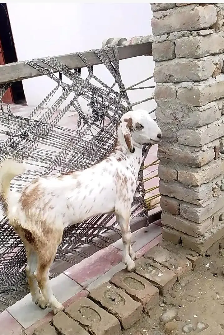 Bakri sath bakroti ha — photo 5