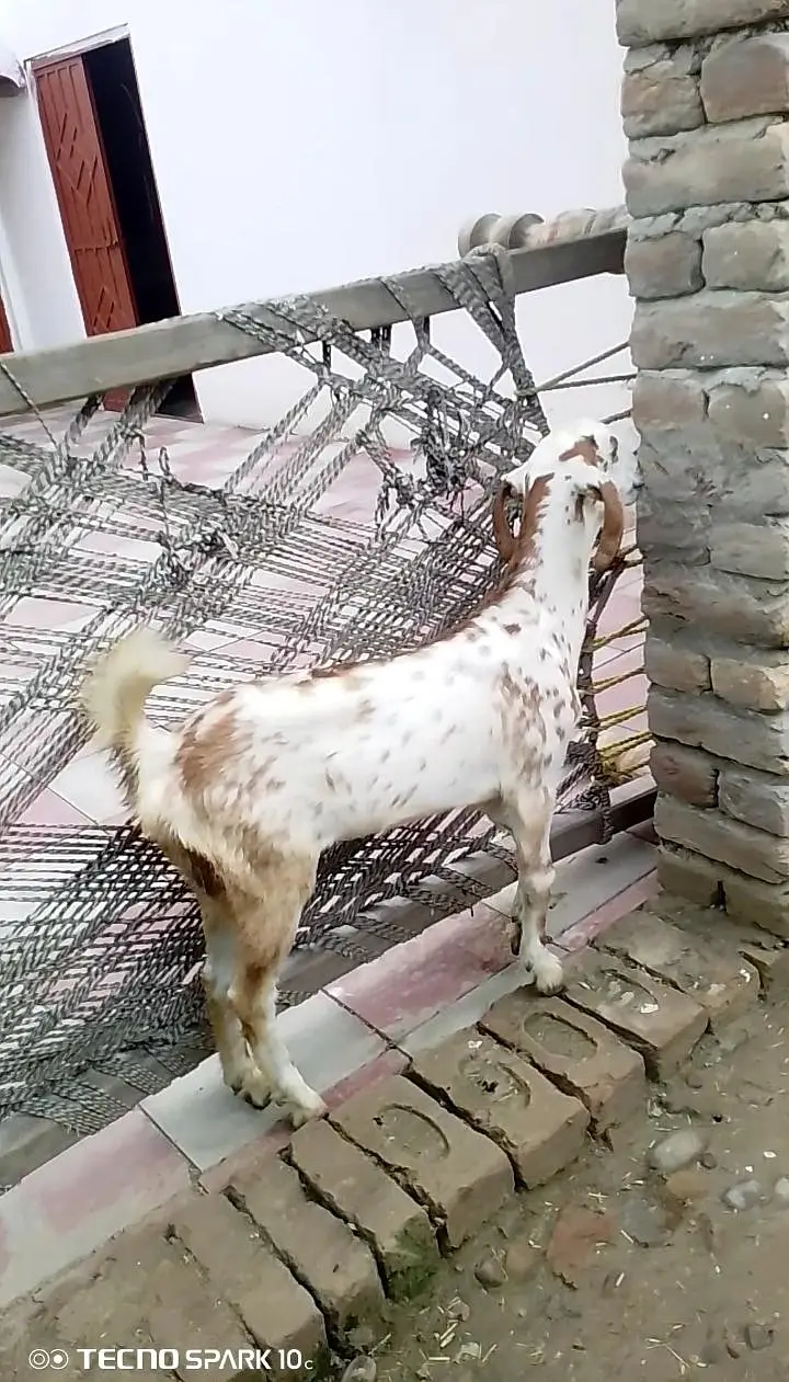 Bakri sath bakroti ha — photo 6