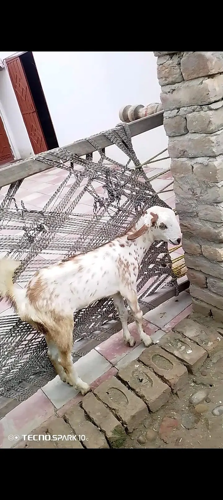 Bakri sath bakroti ha — photo 7