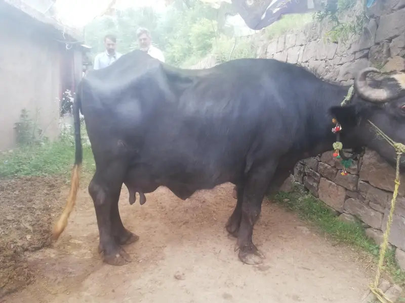 Chichawatni Breed Buffalo