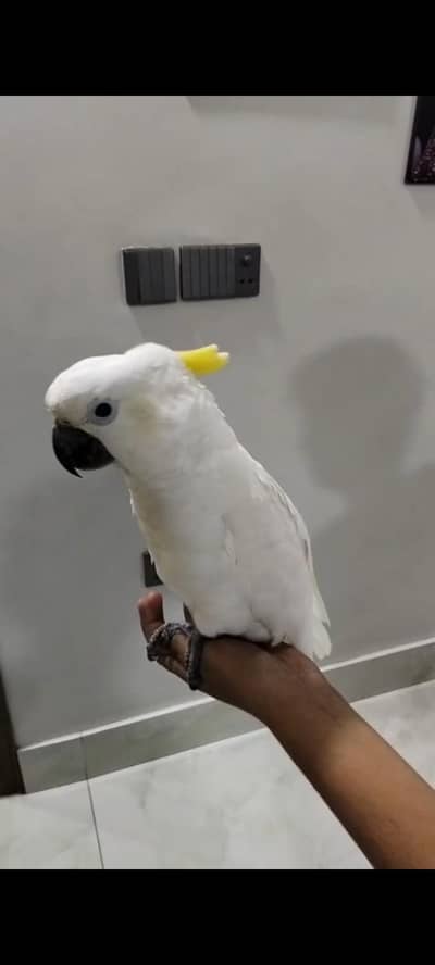 Medium Sulphur Kaka2
