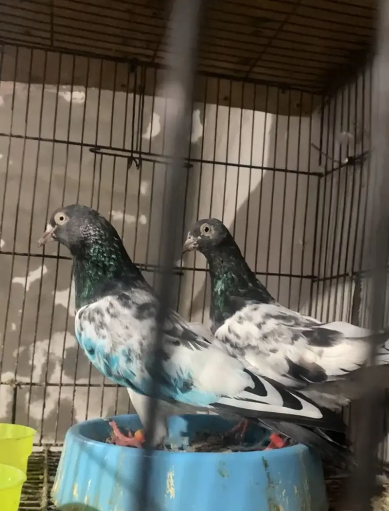 Teddy Pigan hen — photo 2