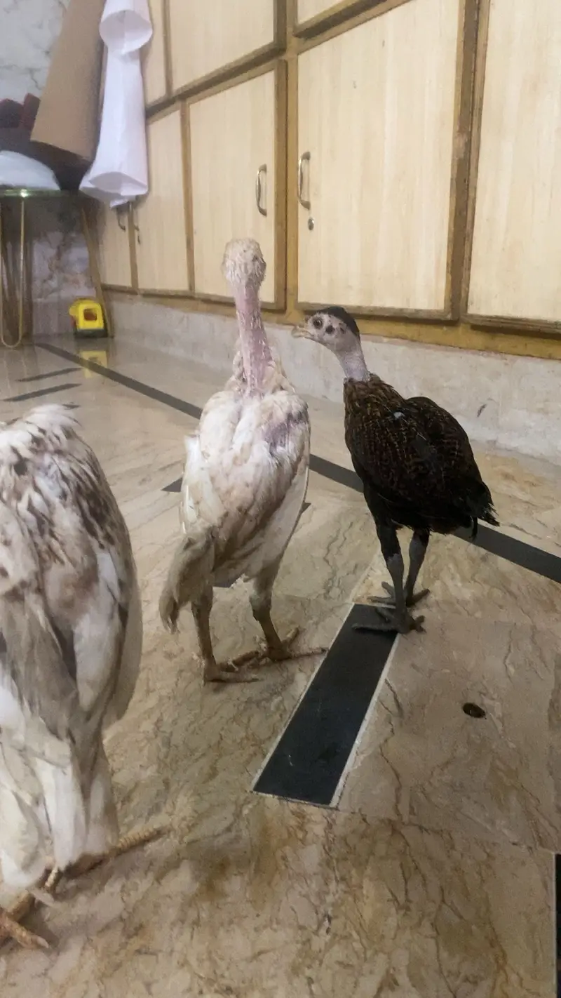 Teddy Pigan hen — photo 4