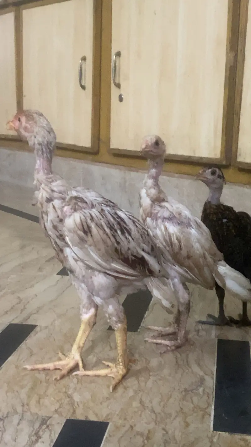 Teddy Pigan hen — photo 5