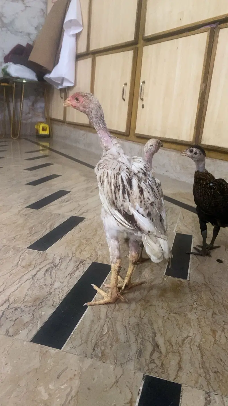 Teddy Pigan hen — photo 6