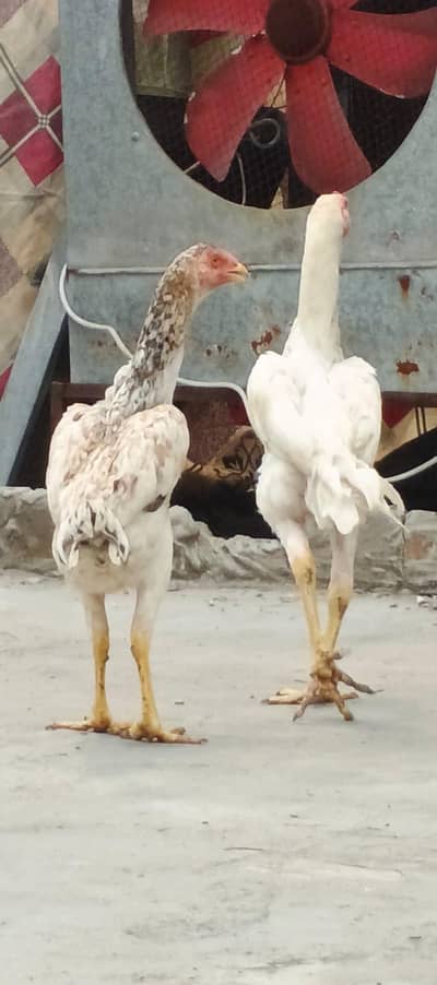 Healthy and Active Pathay, Shamo Pair  8 months,cross pair, asel murgi