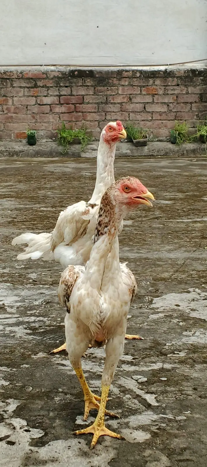 Healthy and Active Pathay, Shamo Pair  8 months,cross pair, asel murgi — photo 4