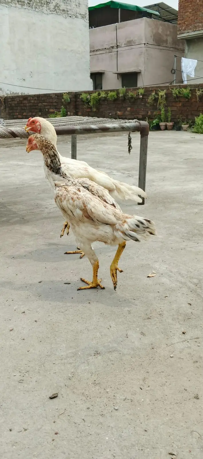 Healthy and Active Pathay, Shamo Pair  8 months,cross pair, asel murgi — photo 9